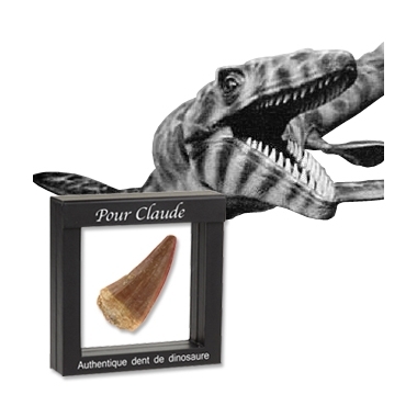 Véritable dent de dinosaure Véritable dent de dinosaure